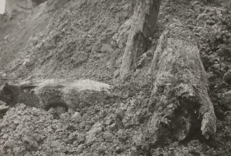 Freigelegte Fundamente der Dorneburg, März 1957, Foto Stadtarchiv Herne